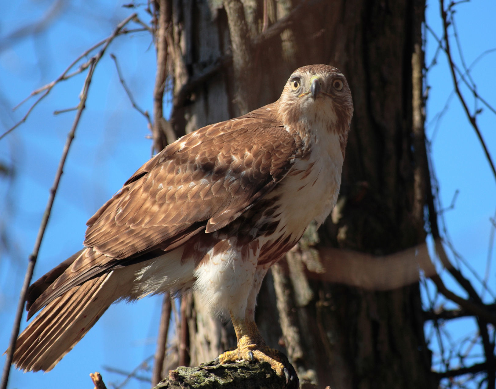 Red-tail hawk, soon to be your state raptor